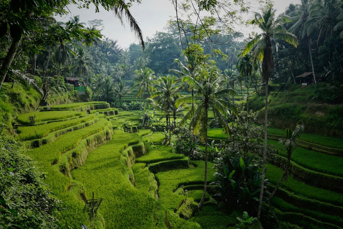 Green rice field landscape in Southeast Asia