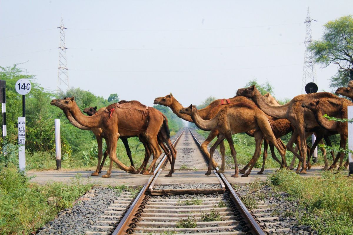 Camels crossing a railway track in the desert, India